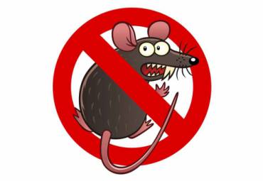 Conheça a Importância da Desratização