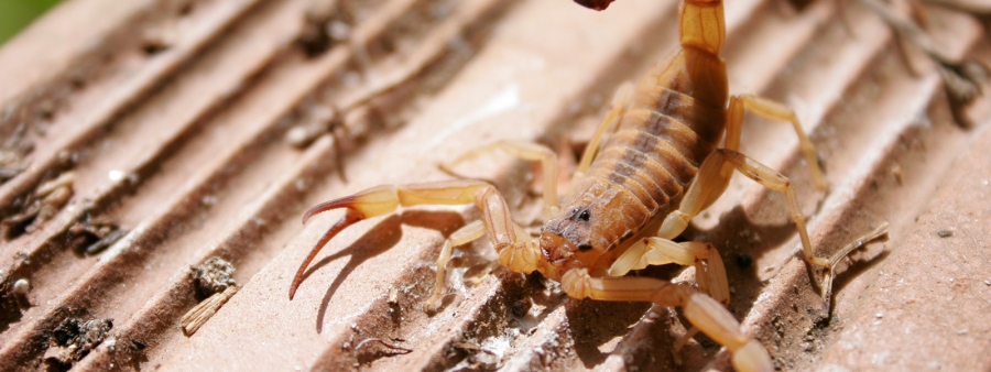 Saiba como Prevenir o Aparecimento dos Escorpiões