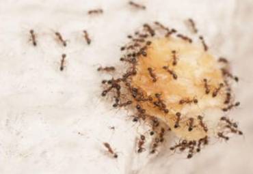 Como Evitar que as Formigas Tomem Conta da sua Cozinha?