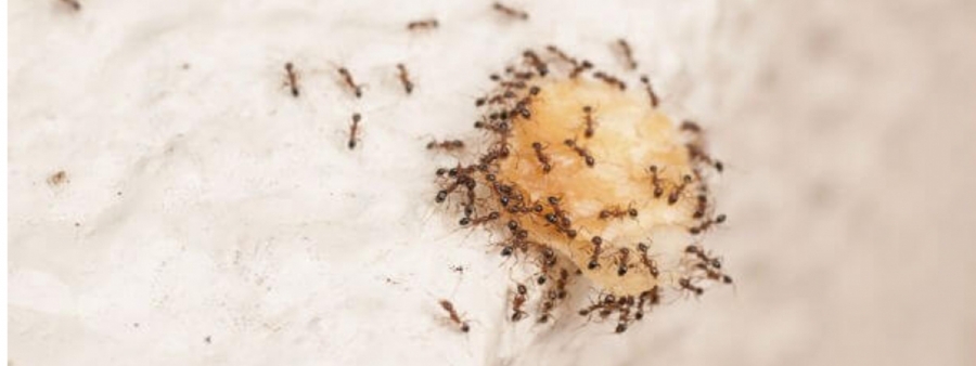 Como Evitar que as Formigas Tomem Conta da sua Cozinha?