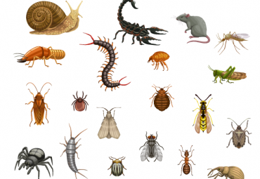 Pragas Urbanas e a chegada do Outono