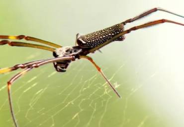 O verão e o Ataque das Aranhas