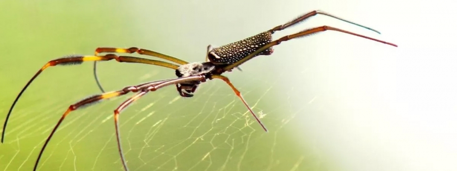 O verão e o Ataque das Aranhas