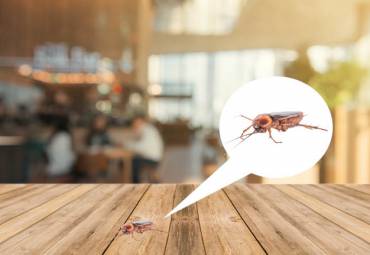 Por que manter o controle de pragas em restaurantes é fundamental?