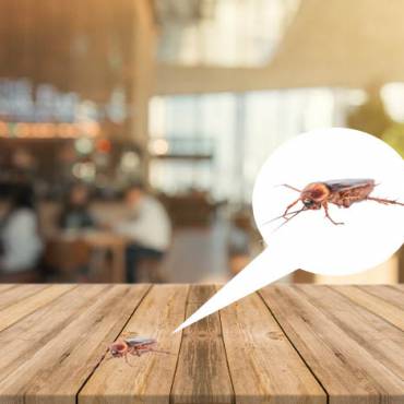 Por que manter o controle de pragas em restaurantes é fundamental?