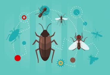 Espécies mais Comuns de Insetos e Pragas no Verão