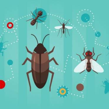 Espécies mais Comuns de Insetos e Pragas no Verão