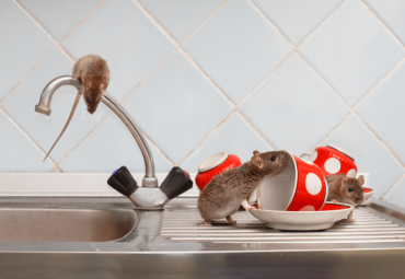 Infestação de Ratos em Locais Fechados é o Pesadelo da vez!