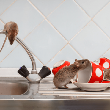 Infestação de Ratos em Locais Fechados é o Pesadelo da vez!