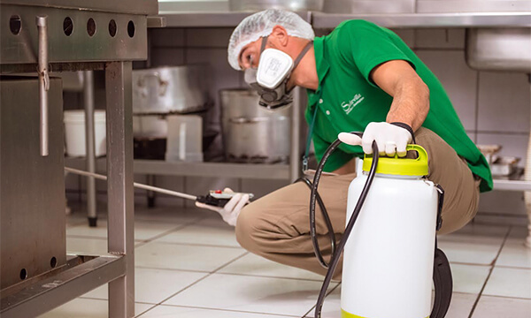 Qual é o prazo ideal para a manutenção de Desinsetização para empresas? Descubra agora mesmo!